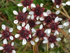 Micranthes melaleuca