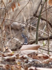 Cercotrichas quadrivirgata