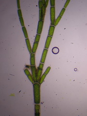 Cladophora rupestris