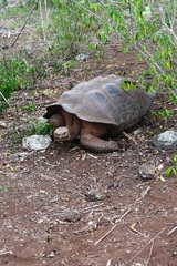 Chelonoidis niger chathamensis