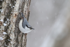 Sitta europaea clara