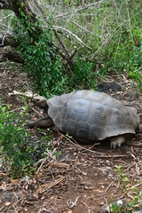Chelonoidis niger chathamensis