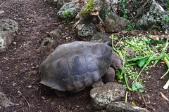 Chelonoidis niger chathamensis