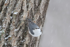 Sitta europaea clara