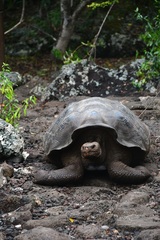 Chelonoidis niger chathamensis