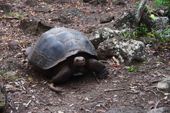 Chelonoidis niger chathamensis