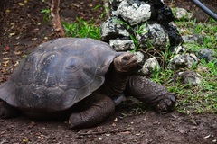 Chelonoidis niger chathamensis