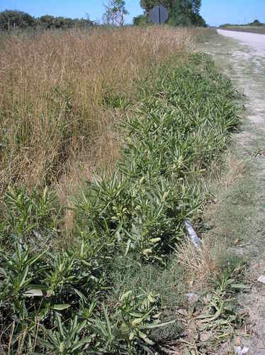 Phytolacca tetramera, photograph 4