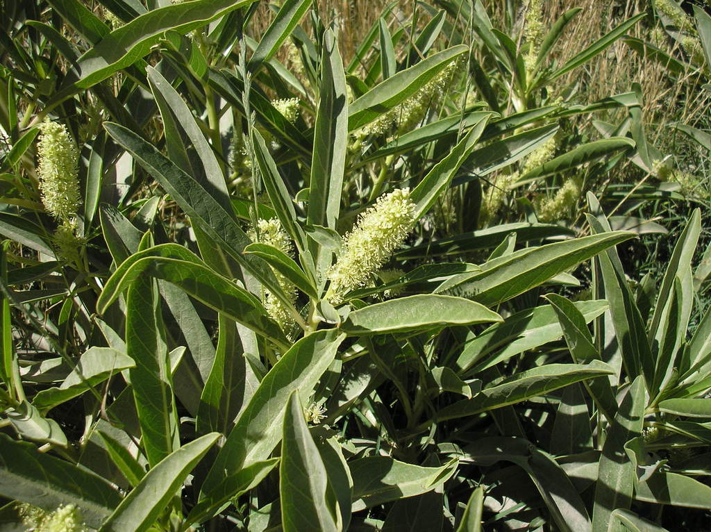 Phytolacca tetramera; photograph (c) Anabela Plos, some rights reserved (CC BY)