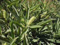 Phytolacca tetramera