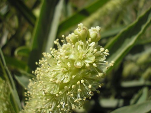 Phytolacca tetramera, photograph 5