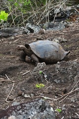 Chelonoidis niger chathamensis