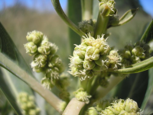 Phytolacca tetramera, photograph 6