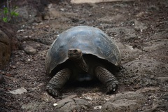 Chelonoidis niger chathamensis