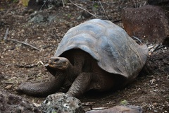 Chelonoidis niger chathamensis