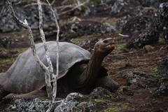 Chelonoidis niger chathamensis