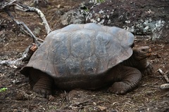 Chelonoidis niger chathamensis