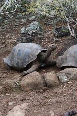 Chelonoidis niger chathamensis