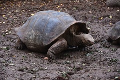 Chelonoidis niger chathamensis