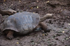 Chelonoidis niger chathamensis