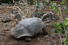 Chelonoidis niger chathamensis