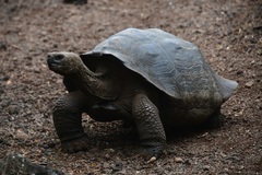 Chelonoidis niger chathamensis