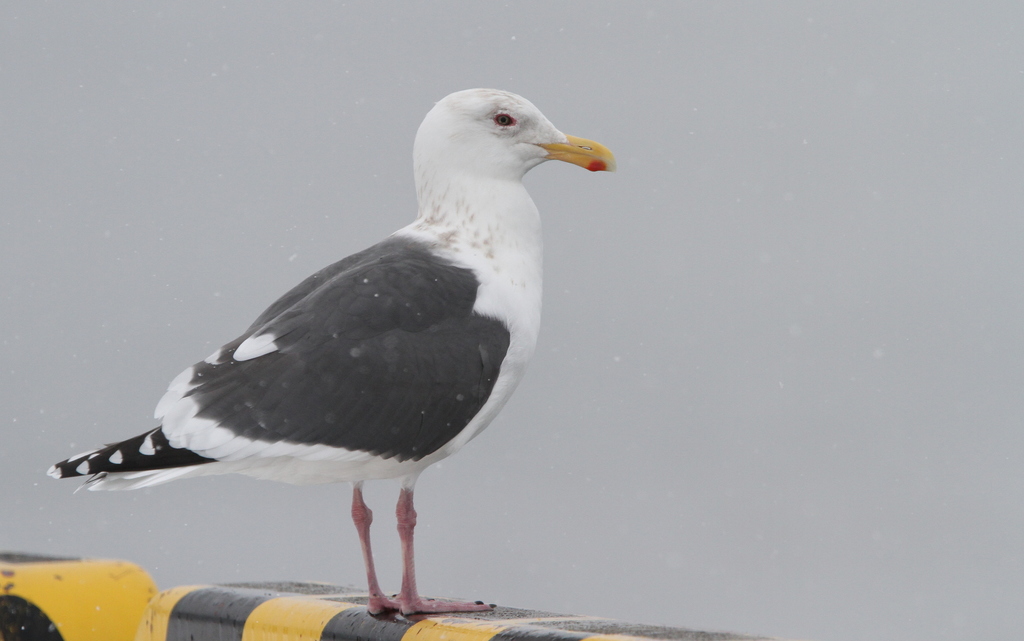 Slaty-backed Gull photo