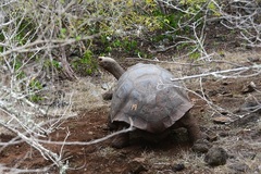 Chelonoidis niger chathamensis