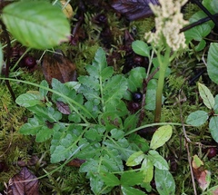 Sceptridium multifidum