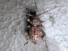 Plectrura spinicauda