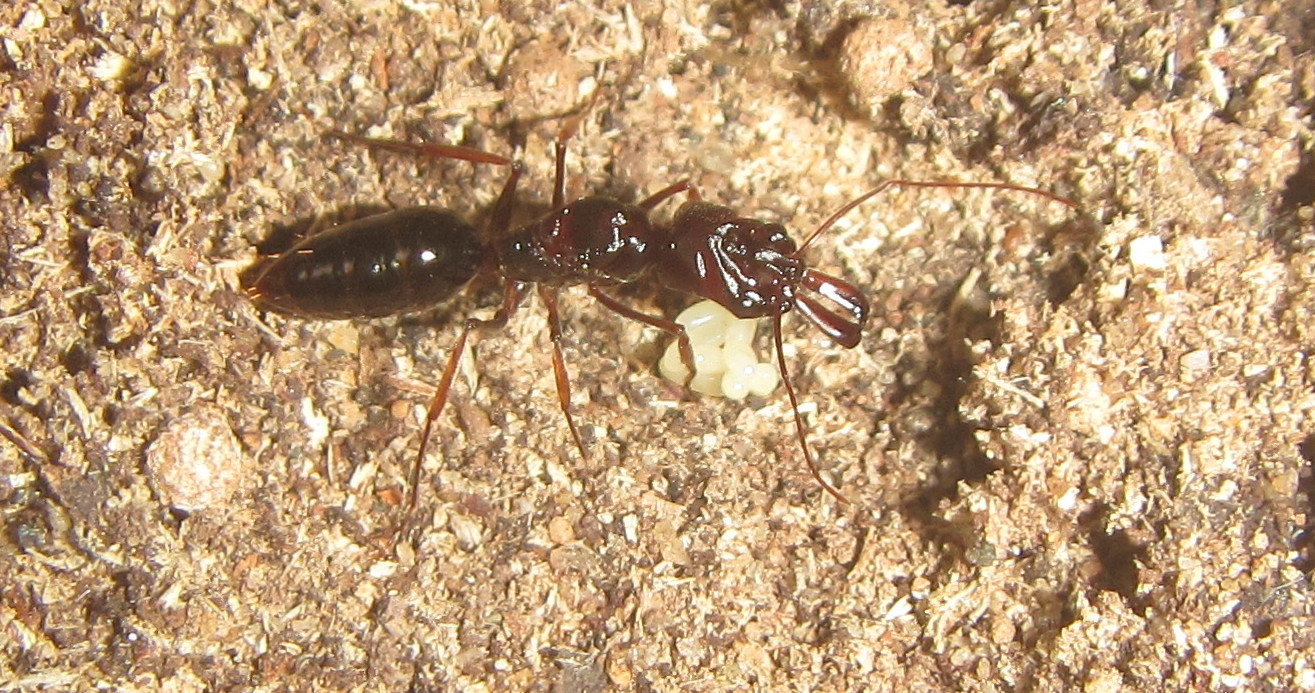Odontomachus assiniensis