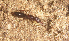 Odontomachus assiniensis