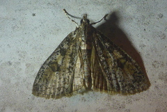 Palpita aenescentalis