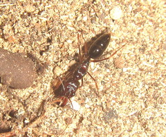 Odontomachus assiniensis