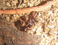 Odontomachus assiniensis