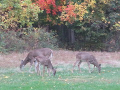 Odocoileus virginianus