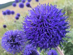Echinops latifolius