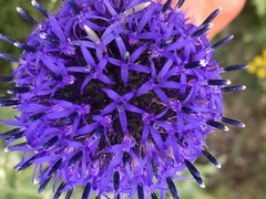 Echinops latifolius