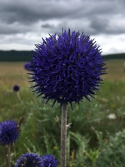Echinops latifolius