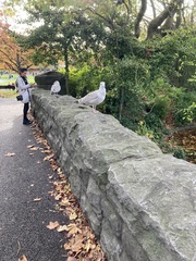 Larus argentatus