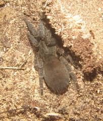 Brachionopus