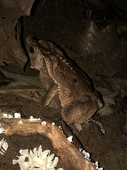 Rhinella roqueana