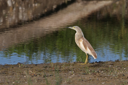 Garcilla cangrejera (Ardeola ralloides)