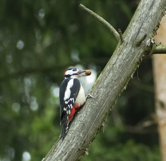 Dendrocopos major