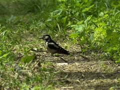 Dendrocopos major
