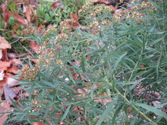 Euthamia graminifolia