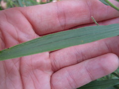 Euthamia graminifolia