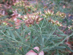 Euthamia graminifolia