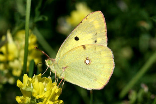 Eastern Pale Clouded Yellow