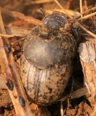 Onthophagus nuchicornis